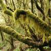 Flechten im Nationalpark Garajonay 